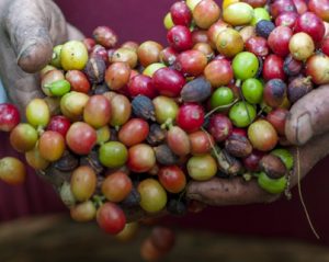 Colorful, raw coffee beans.
